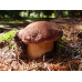 Мицелий Белого гриба соснового (Boletus pinophilus) 